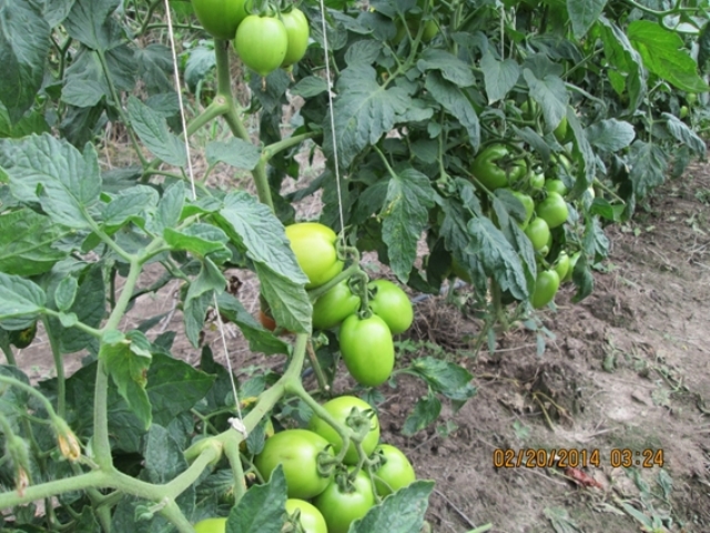 Determinate tomato 820-511 p1